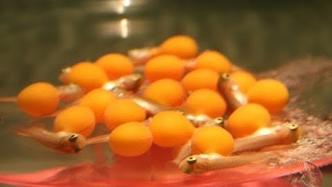 Cá rồng sinh sản [Arowana breeding]