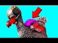 I've NEVER Seen A Dodo Like This!! Primal Fear (Ark Survival Evolved)