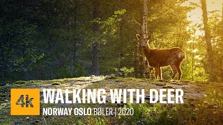 Walking With Deer | Walking the forest with my new two friends