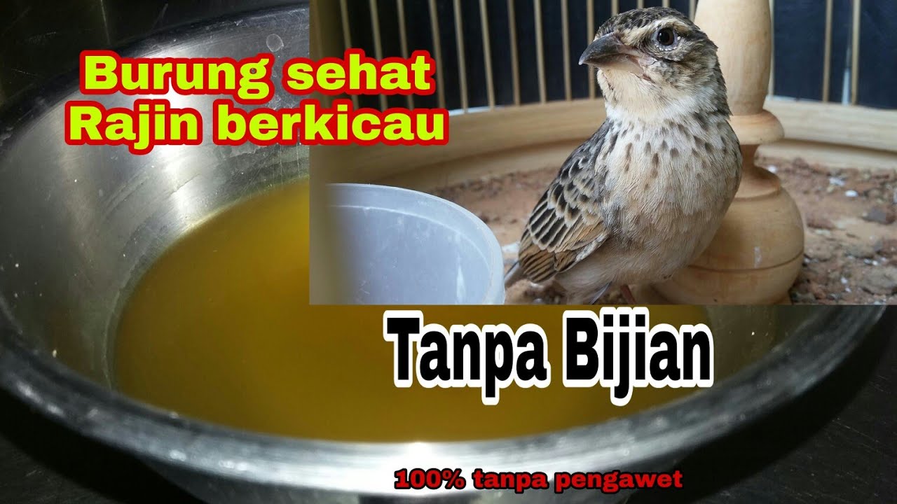 CARA MEMBUAT DOPING/VITAMIN UNTUK BRANJANGAN TANPA MENGGUNAKAN BIJIAN