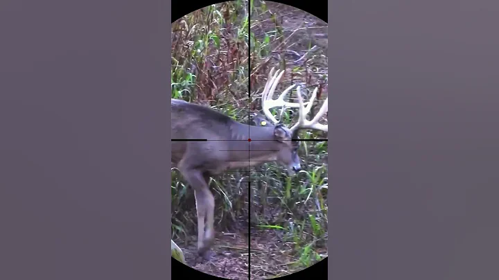 hunting wild animals #deer #animals #hunting #sniper #shorts  #wildanimals  #forest