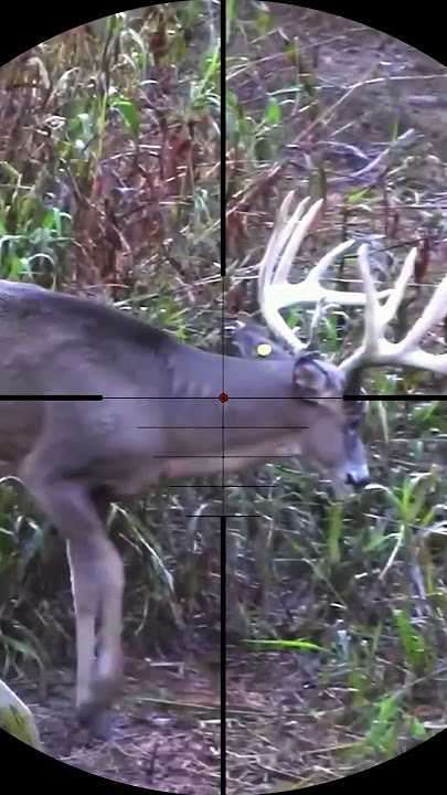 hunting wild animals #deer #animals #hunting #sniper #shorts  #wildanimals  #forest