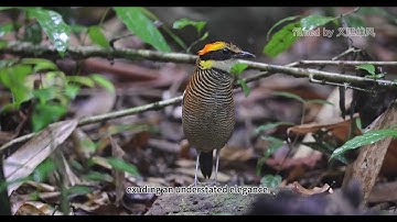 Javan Banded-Pitta#wildlife#natural #Birds#Thailand