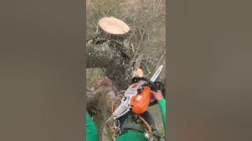 Insanely Satisfying Tree Cutting with Chainsaw #183