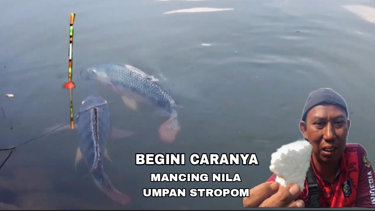 MANCING NILA GAK PERLU PUSING CARI UMPAN // CUKUP PAKAI UMPAN INI PASTI STREK NILA BABON