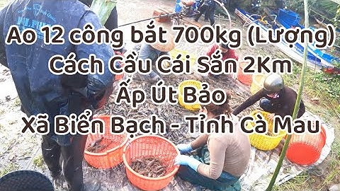 Ao 12 công bắt 700kg tôm càng xanh Cách Cầu Cái Sắn 2Km Ấp Út Bảo - Xã Biển Bạch - Tỉnh Cà Mau