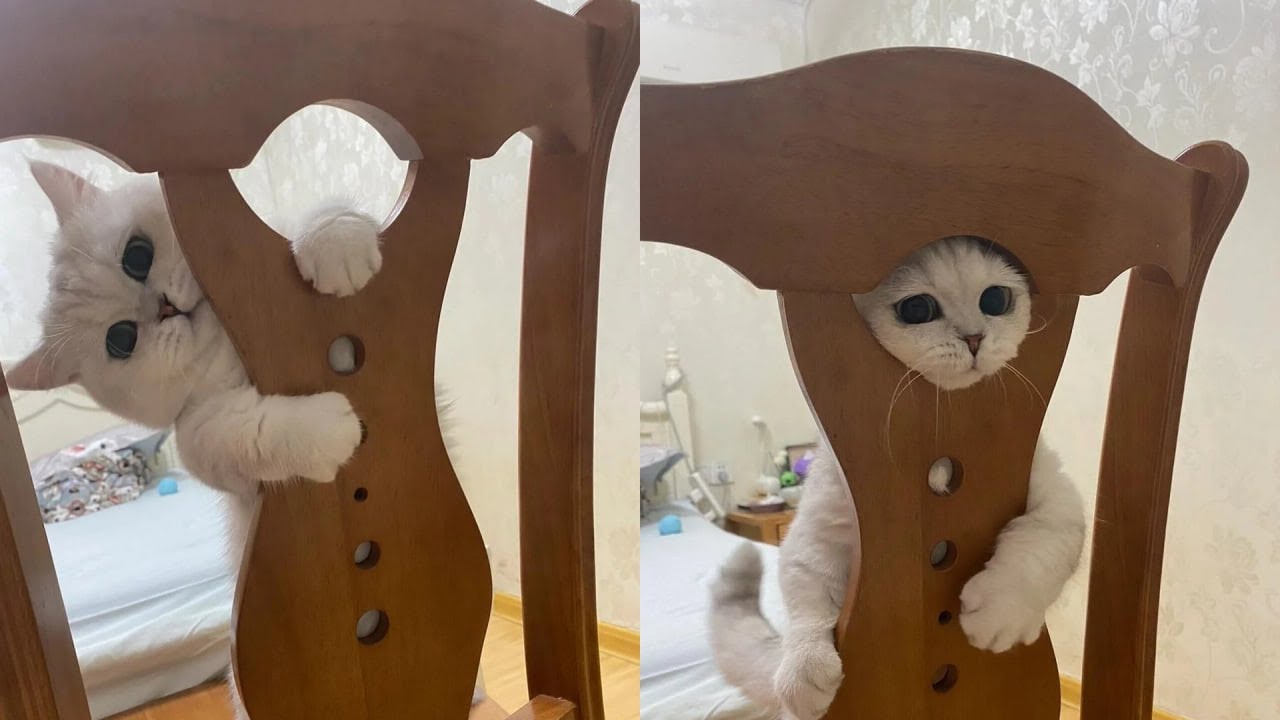 Cats Create Content 😂 Funny Cats Videos 2025 🐱