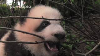 panda cub bites the branch