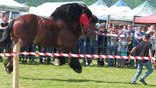 Parada cailor Gilău  Cluj 25 Mai 2024