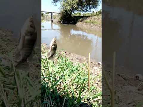 صيد السمك غيه وانا احب البلطيه اشرف عبده 2