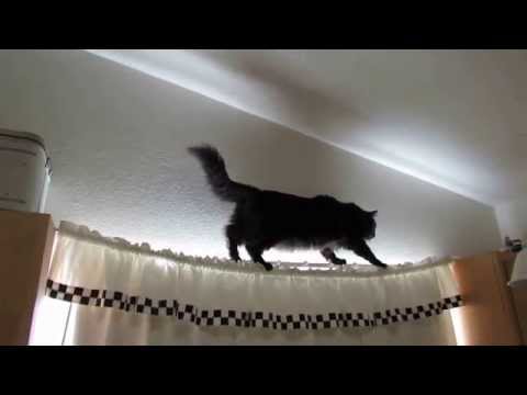 frankie-crossing-the-kitchen-curtain-rod