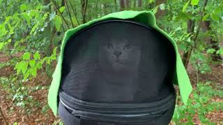 Caspian in the woods during a storm 01