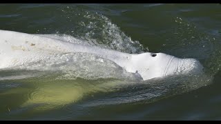 Béluga dans la Seine : les autorités vont tenter de ramener l'animal vers la haute mer