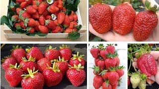 Видео Фантастический урожай, изысканный вкус и спартанский характер: Кабрилло, Маригуэтта и Крапо (автор: Магазин ДАЧНАЯ КОЛЛЕКЦИЯ)