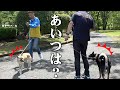 お散歩中に生き別れた兄妹とすれ違ったら元保護犬は気づくのか？