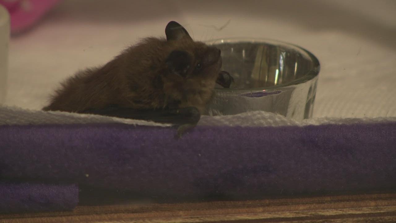 Annual bat festival showcases importance to Kentucky's environment