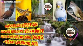 MASTERAN CILILIN CUCAK JENGGOT PARKIT BELALANG EMAS UNTUK CENDET MURAI LOVEBIRD|TERAPY GEMERCIK AIR
