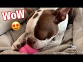 Новая игрушка для собаки | Boston Terrier | toy for dog