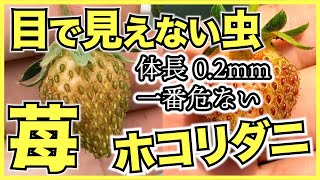 【イチゴの害虫】いちごで最も危険な害虫ホコリダニの症状、問題、対策を紹介【アザミウマの寄生被害との見分け方】農薬が効きづらいので苺農家も家庭菜園も要注意