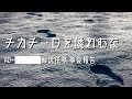 財団Tale 【チカチーロを憐れむな】を解説【SCP紹介#49】