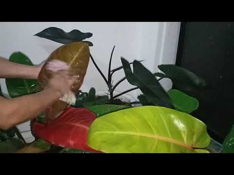 Video: Pilea Kadier (19 Mga Larawan): Pangangalaga Sa Bahay. Paano Kung Ang Mga Tip Ng Dahon Ay Matuyo? Mga Tampok Ng Lagari Ng Pilak At Iba Pang Mga Pagkakaiba-iba