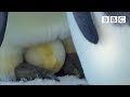 The spectacular sight of an emperor penguin laying her egg  penguins spy in the huddle  bbc