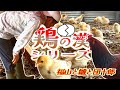 鶏の漢シリーズ⁉️【福山団十郎にやられながら雛見学🐣笑】