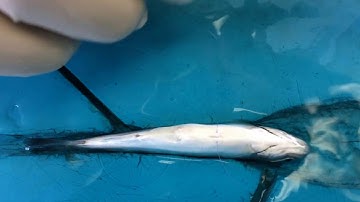 Spring-run Chinook Fish Tagging