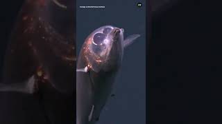 First-Ever Footage Of Winteria Telescopa In The Wild, A Barreleye Fish With A See-Through Head