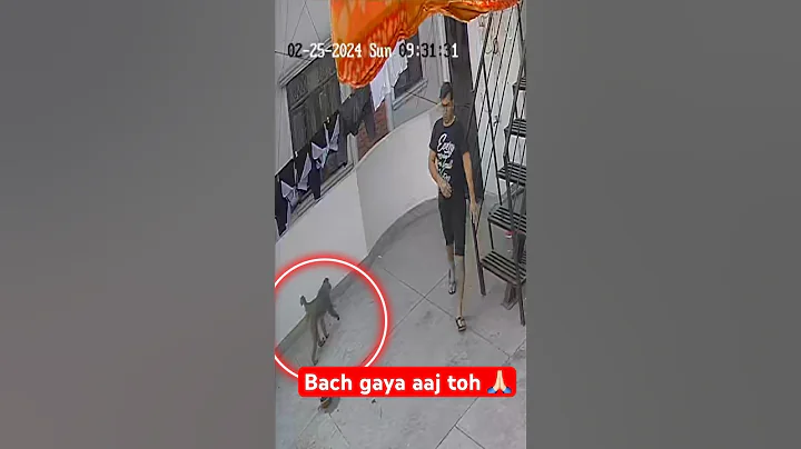 Bandar | Monkey | bandar ka hamla #monkey #shorts #bandar #youtubeshorts #asmr #trending