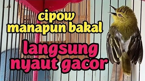 CIPOW SIRPU JANTAN MEMANGGIL LAWAN KHAS ALAM LIAR di jamin langsung respon gacor