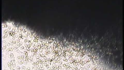 Bions from an Iron Filing (after Wilhelm Reich)