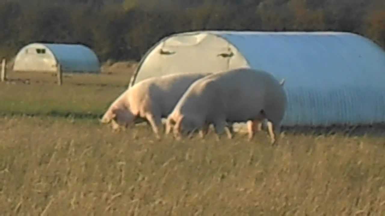 pigs by the motorway