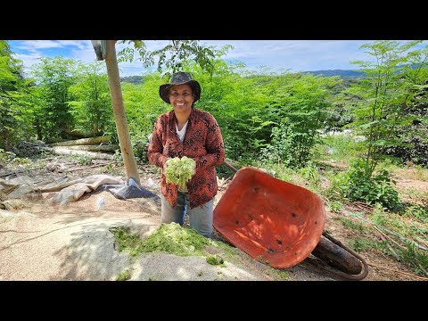 CUIDANDO DOS NOSSOS SUÍNOS! Limpeza e Trato com Moringa.