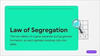 Genetics &amp; Inheritance: Mendel's Laws Animated | Biology Class 12