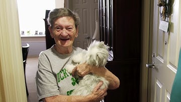 Robot Companion Therapy Pets | Joy for All | Robotic Cat | Buy from www.lovethispet.net