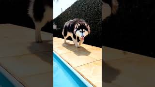 Husky vs Boxer vs Saint Bernard vs Bullmastiff (PSI) power #viral #shorts #new #ytshorts #dogs