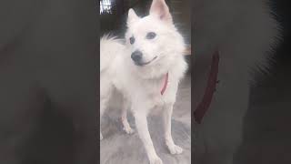 laddu voice #natkhat hero#dogshorts #trending #funny #comedy #tara #subscribe #viral #funniestvideo