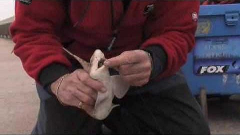 Tackleuk Gemini Disgorger