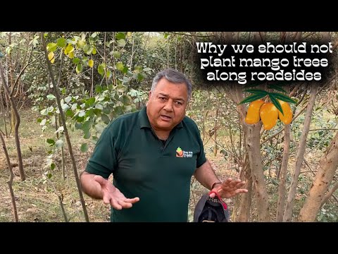 Why we don't plant mango trees along roadsides