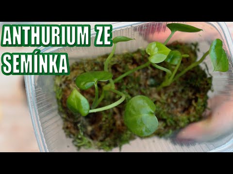 Anthurium ze semínka.