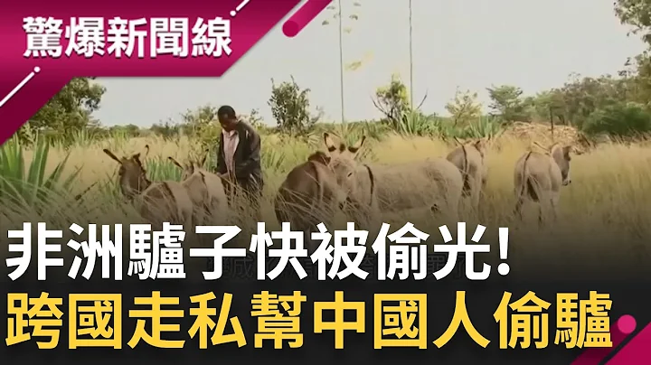帮中国人偷驴! 非洲驴子快被偷光... 价格狂飙4倍比"鱼子酱"还贵 跨国犯罪联手走私?｜【惊爆大解谜】｜三立新闻台 - 天天要闻