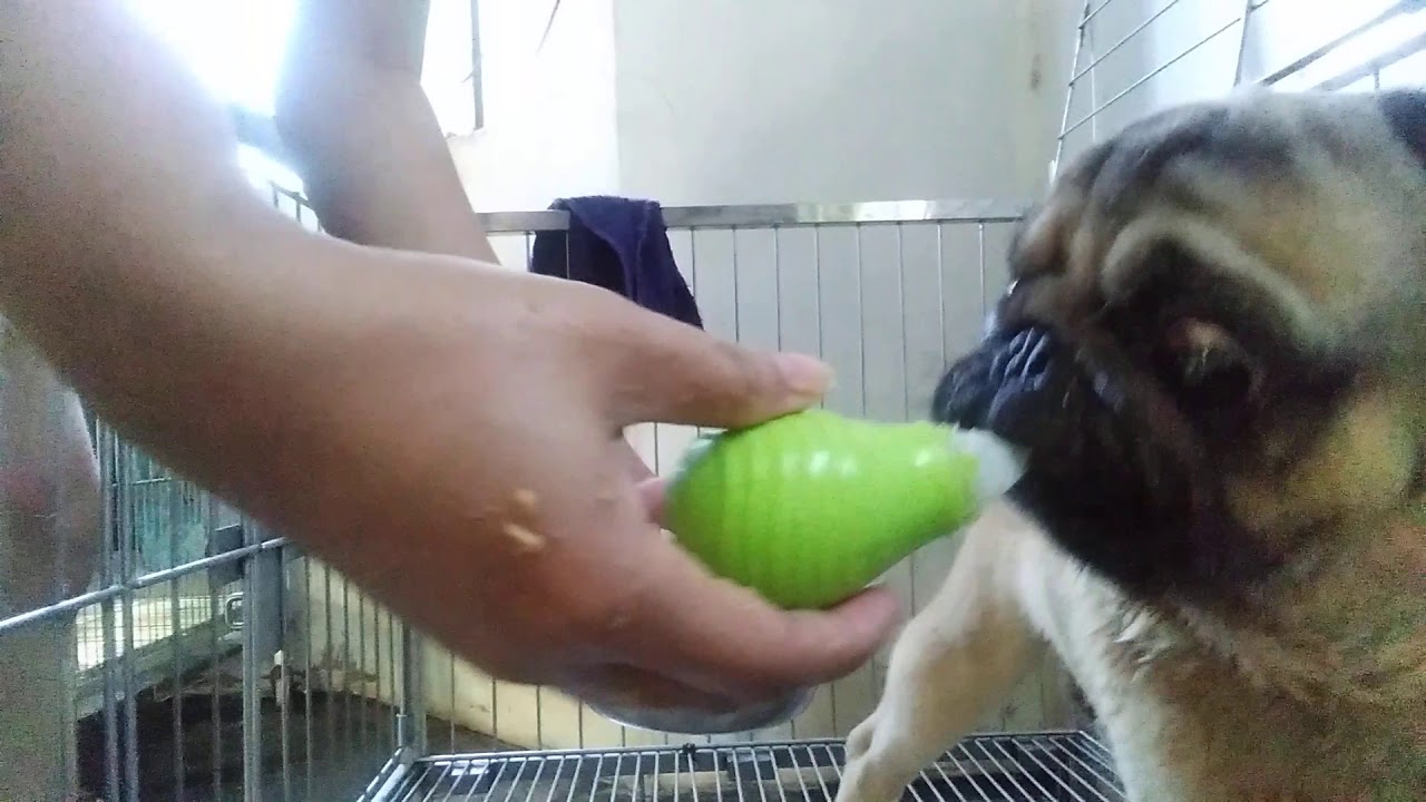 PUG DOG WITH SYMTOMS OF ENCEPHALITIS - YouTube