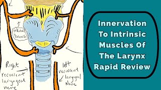 Innervation To The Larynx: Rapid Review