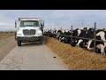 Mezclando Comida para vacas Holsteins. Trabajo de fin de semana!!.             (Introducción).