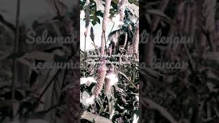 Download Lagu senyuman shorts#RumahCinta08 MP3