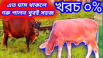 how to raise cow in village গ্রামবাংলায় গুরু পালন
