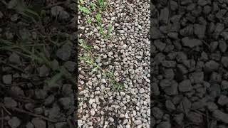 How to Clean a Gravel Path