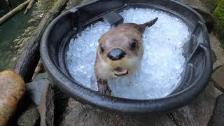 River Otters Have Icy Fun In A Tub