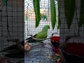 matar khane ka deewana mitthu #talkingparot #cutebird #follow #birds#cuteparrot #parrotlover #parrot